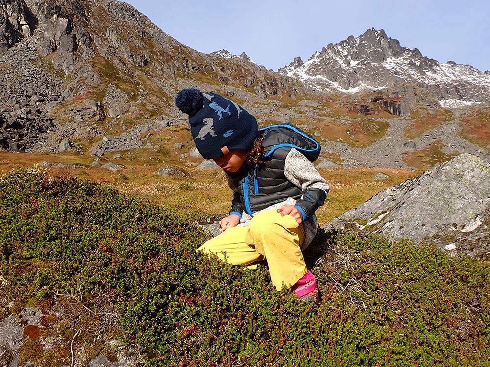 A young boy picking berries in the tundra.