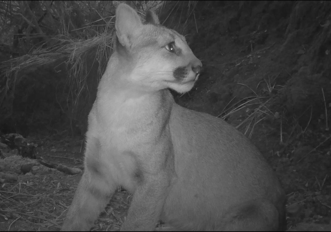 Puma Profiles P 97 U.S. National Park Service