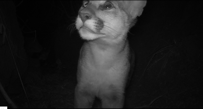 Black and white image of mountain lion at night.