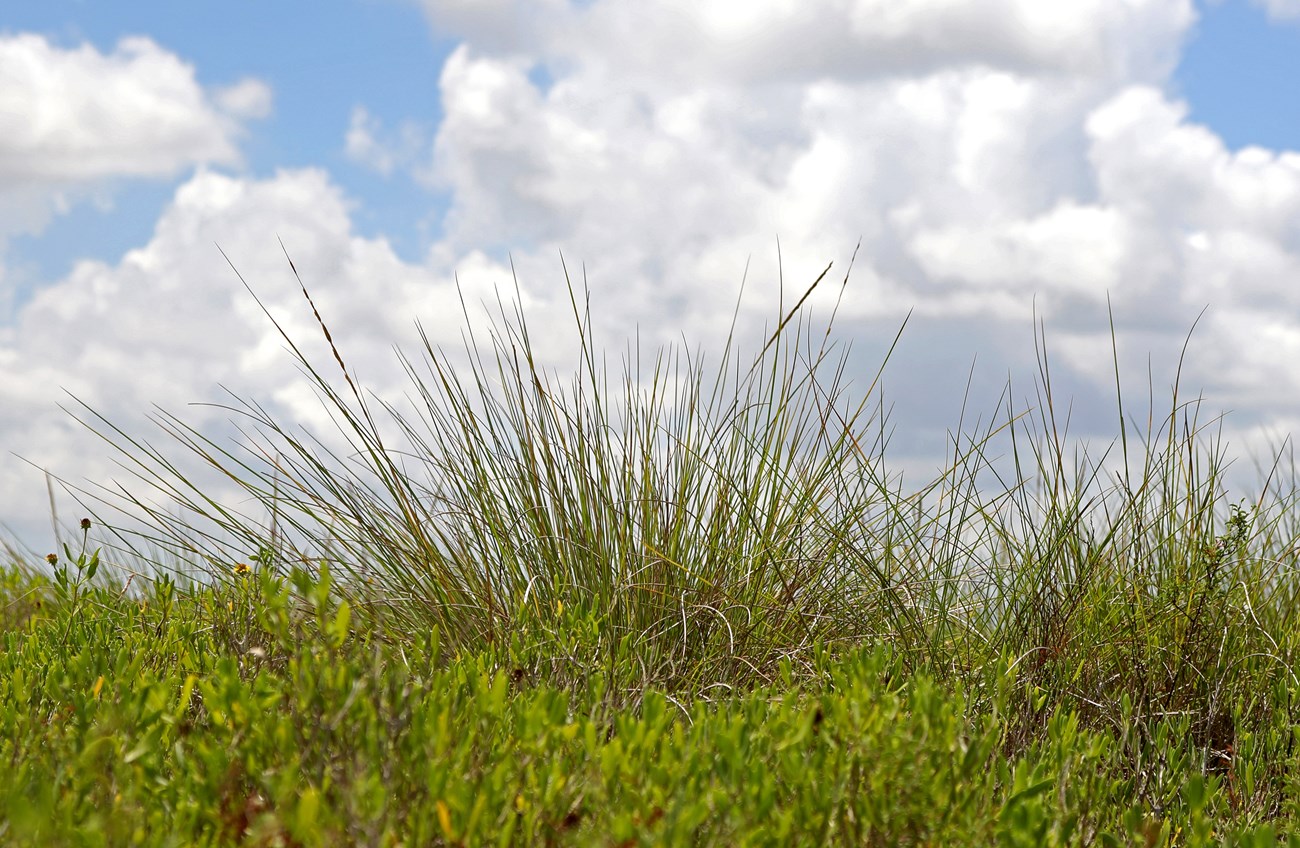 PAAL Vegetation. 2023. cover Cordgrass prairie at Palo Alto Battlefield National Historical Park, Texas