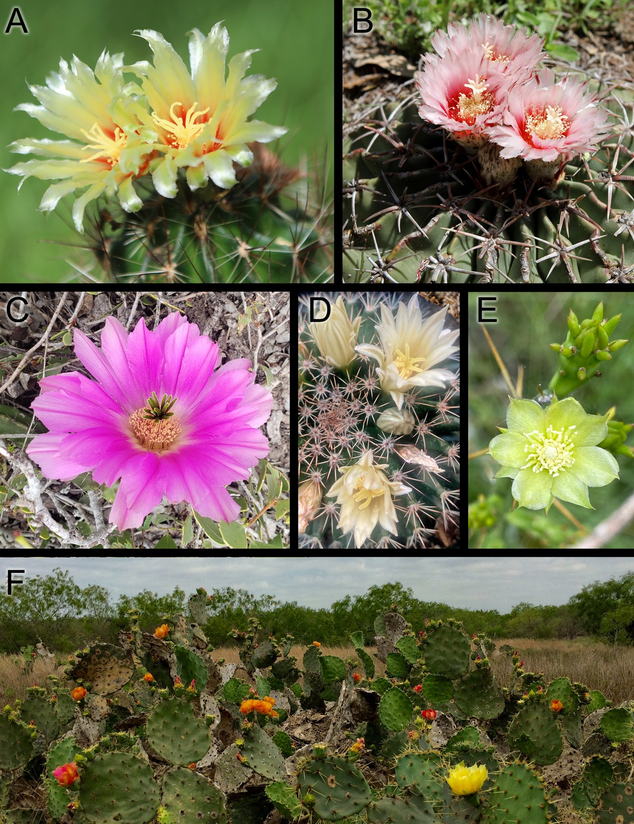Six cacti in bloom that are present at Palo Alto Battlefield. Six cacti in bloom that are present at Palo Alto Battlefield.