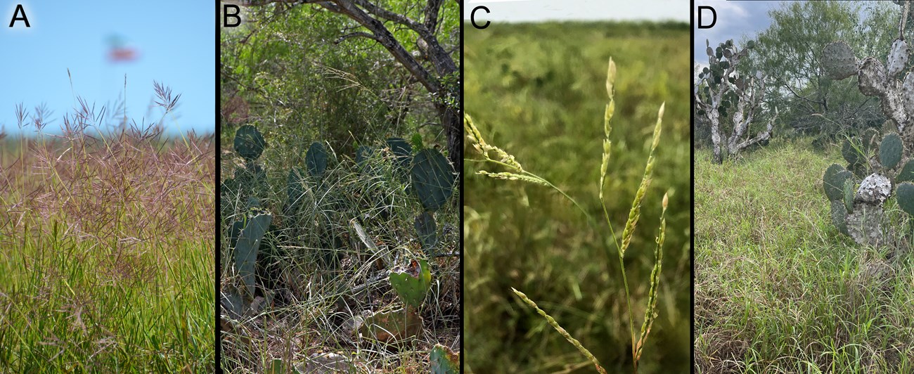 Four prominent invasive grasses present at Palo Alto Battlefield. Four prominent invasive grasses present at Palo Alto Battlefield.