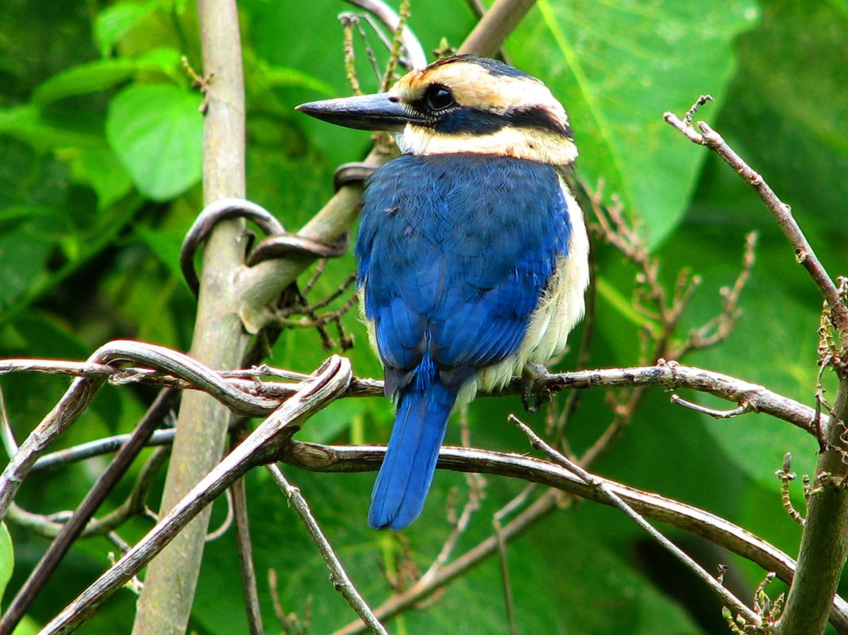 Stout, bright blue and pale yellow bird with a hefty bill, perched on a twig.
