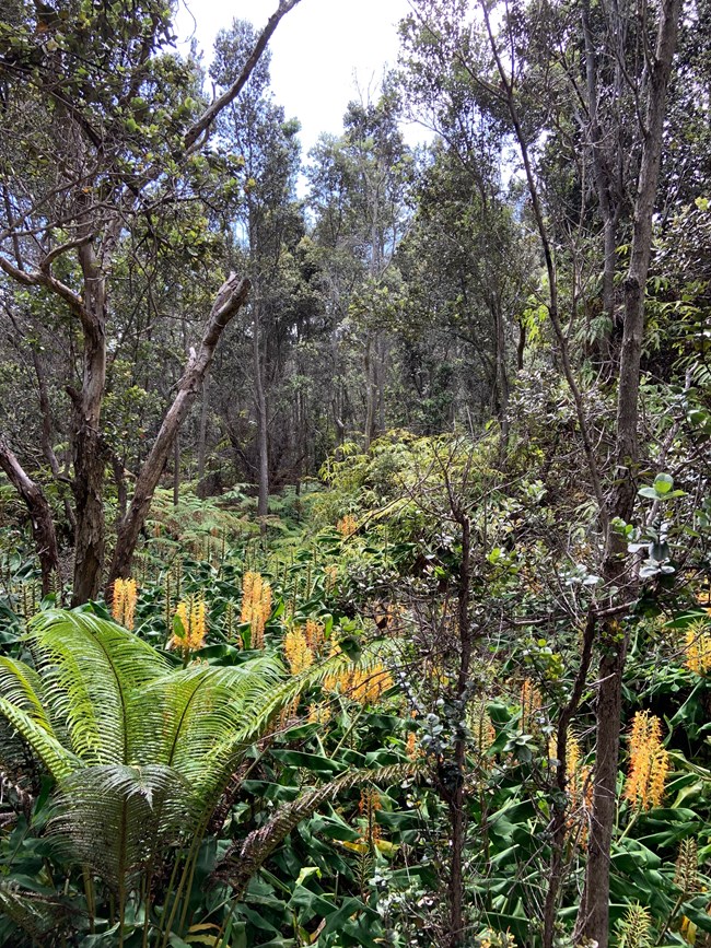 Kahili ginger Plants with yellow flowers blanket a lush forest floor.