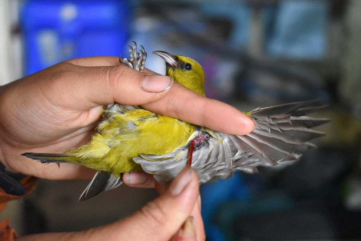 Scientist collecting a blood sample from a yellow honeycreeper with a curved bill.