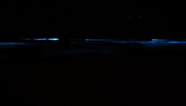 Waves lit with blue-colored bioluminescence at night
