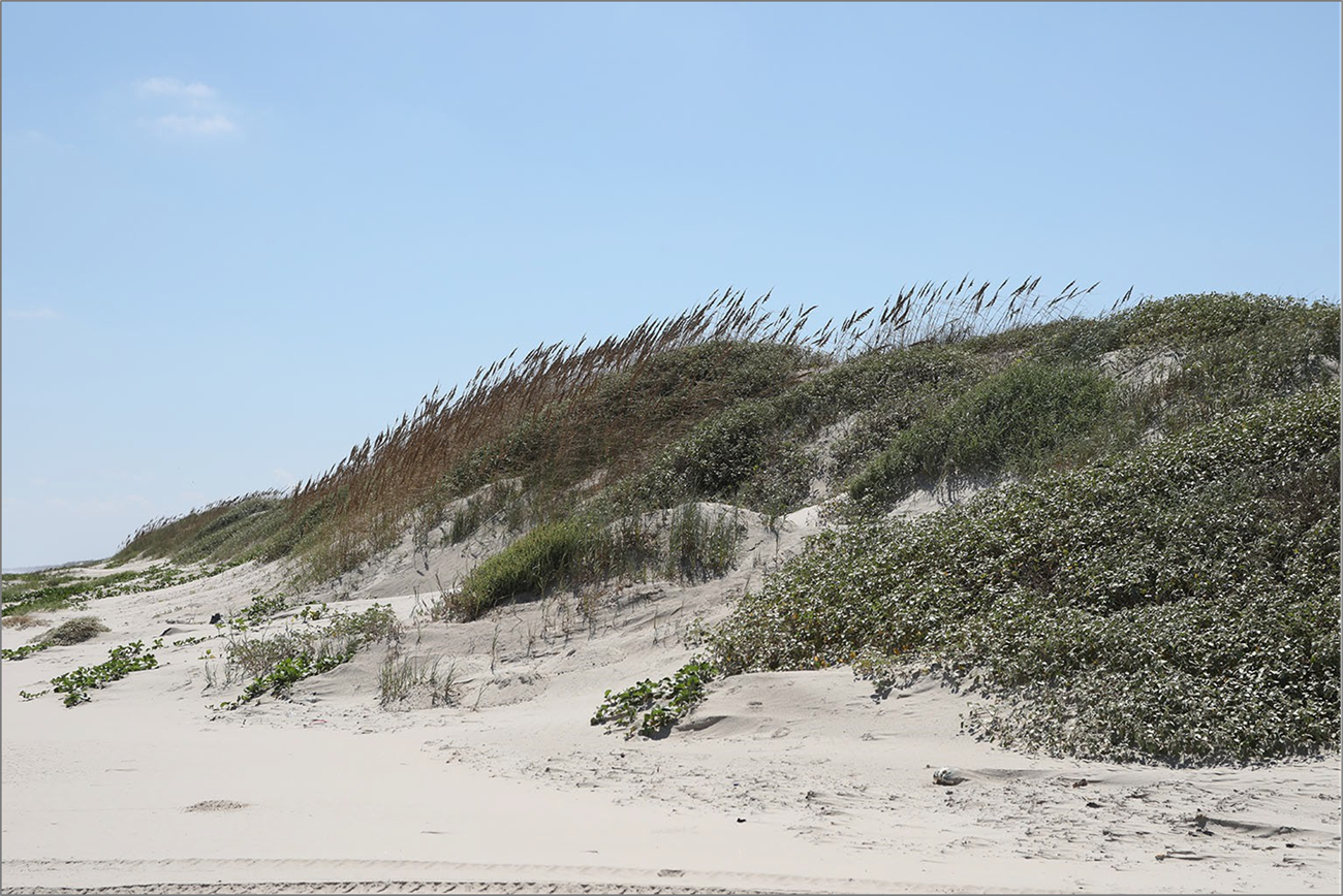 Sand dune covered in vegetation.