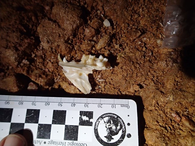 small fossil jaw bone with teeth