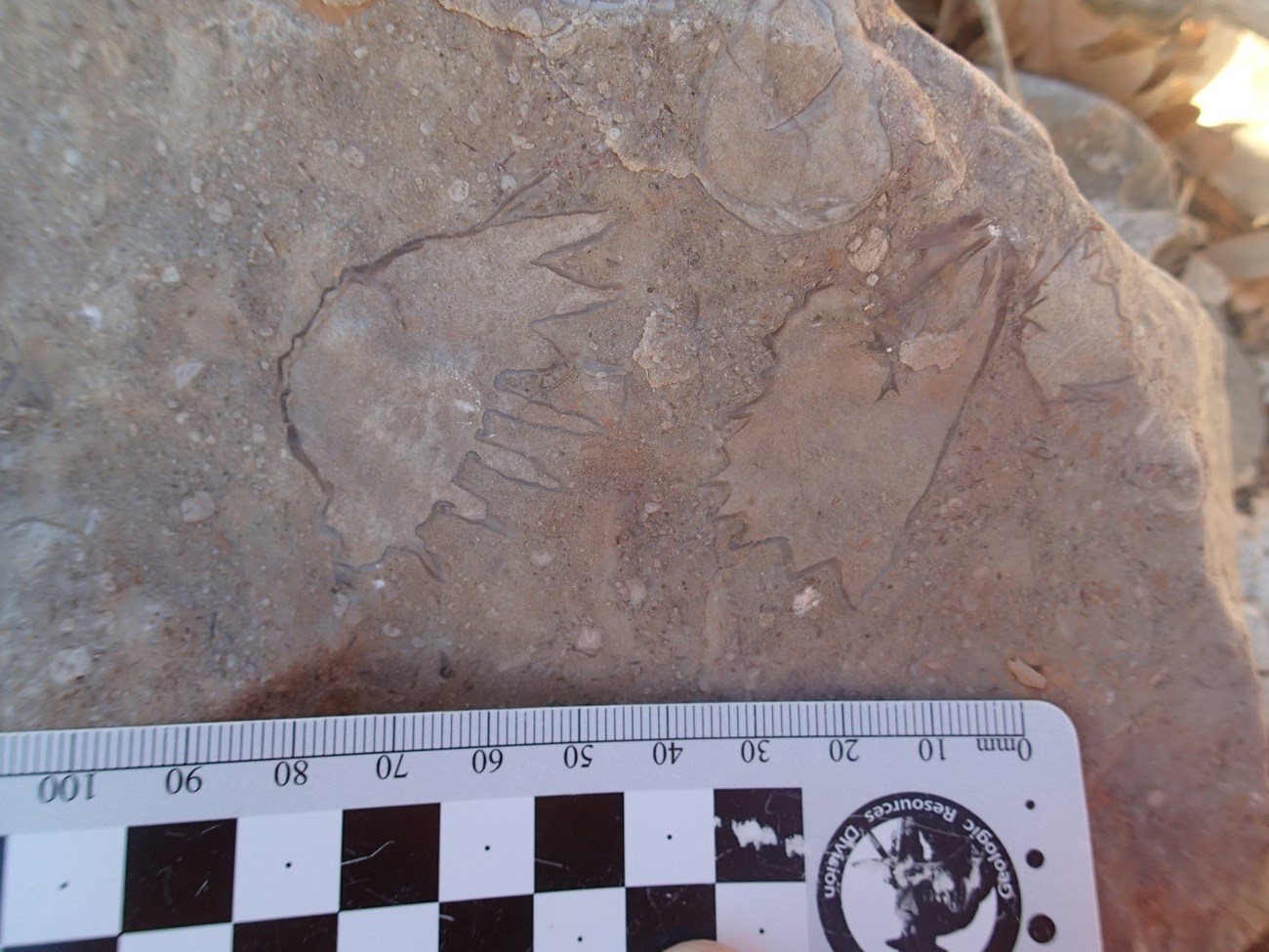 PARA_figure_6 rock with small fossils