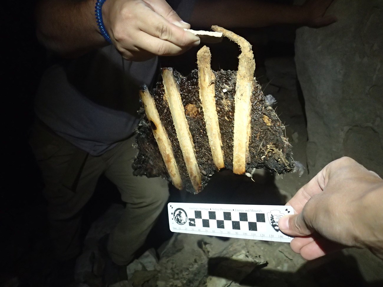 PB030614 photo of fossil rib bones with a ruler for scale