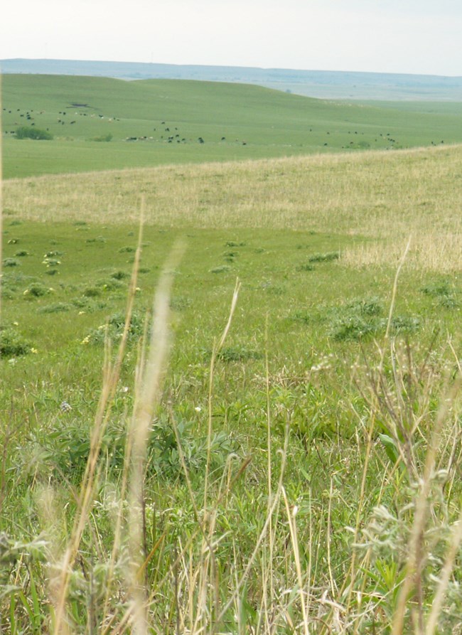 Image of burned and unburned tallgrasses. Note the lighter unburned grasses and the darker green of new grass growth post-burn Image of burned and unburned tallgrasses