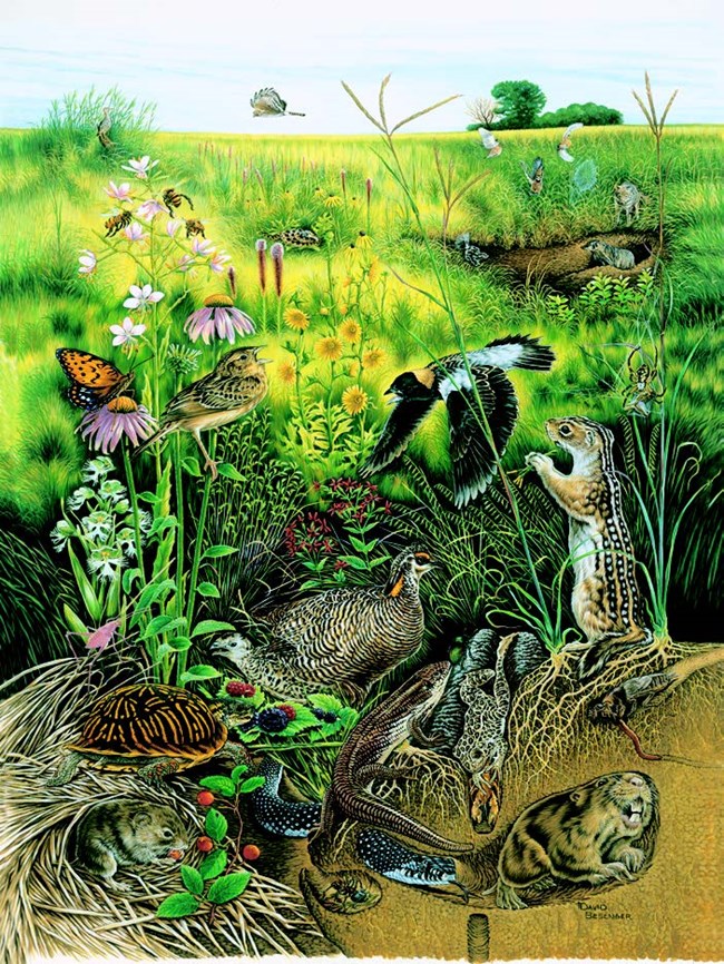 Artist cross-section rendering of above and below ground tallgrass prairie life forms. Artist cross-section rendering of above and below ground tallgrass prairie life forms.