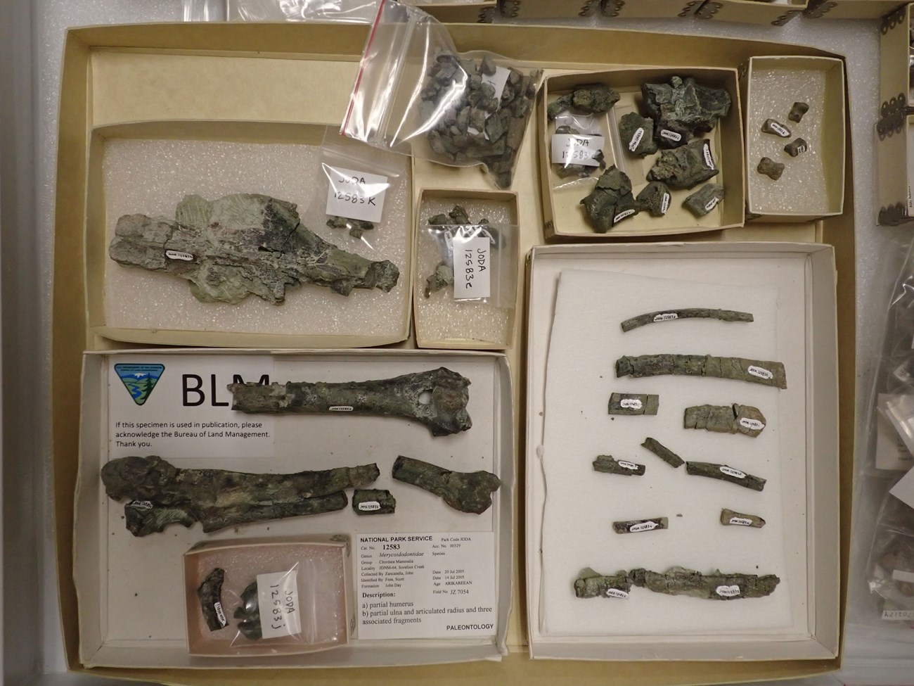 Photo of fossil bones in a divided collections drawer.