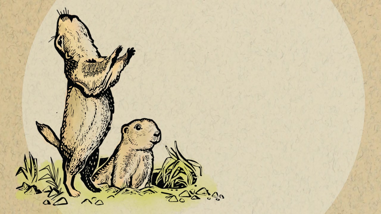 drawing of two prairie dogs. One is standing and calling out. One prairie dog peaks from a burrow.