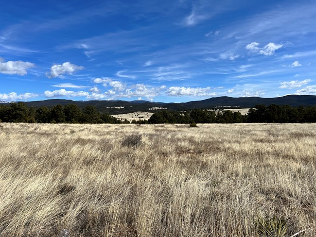 Grassland A tan grassland blows in the wind with forested mountains in the background.