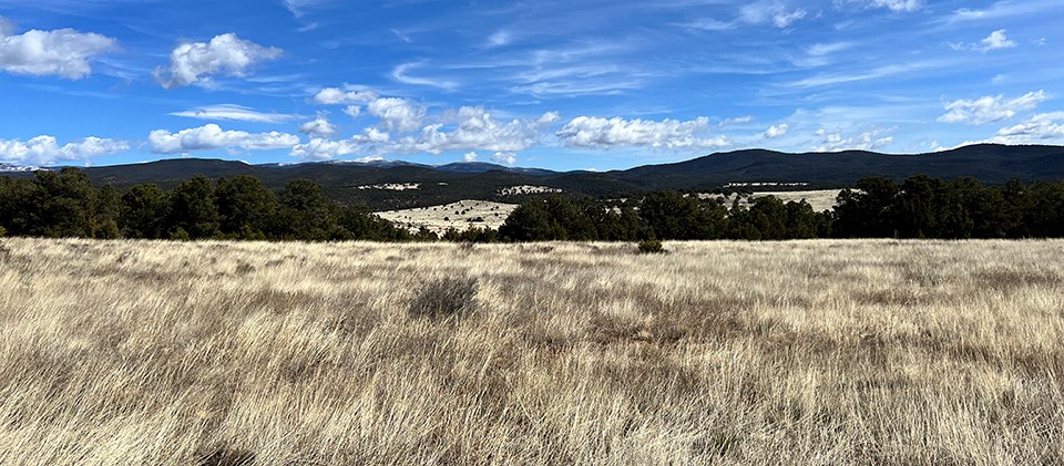 Pecos National Historical Park A tan grassland blows in the wind with forested mountains in the background.