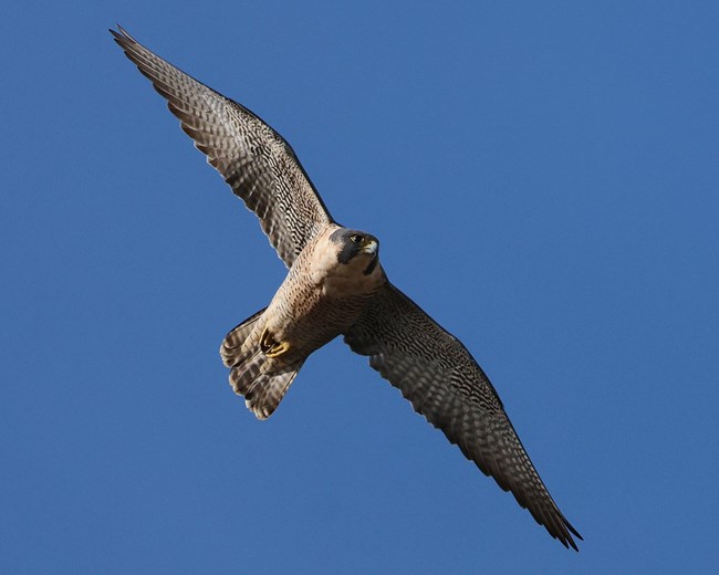 Adult Peregrine Falcon in flight, wings outspread in a blue sky, as it circles the space around its territory.