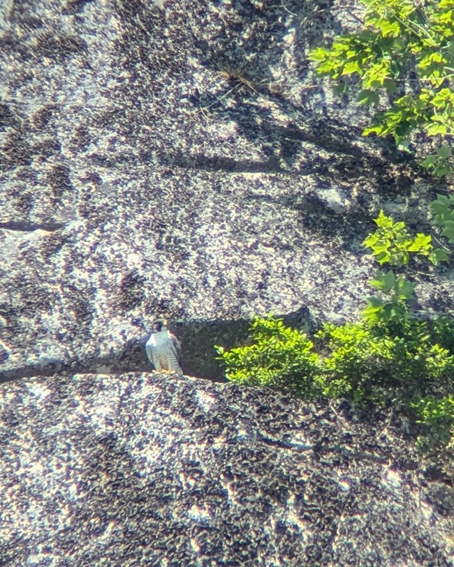 An adult Peregrine perched on the cliffside. An adult Peregrine perched on the cliffside.