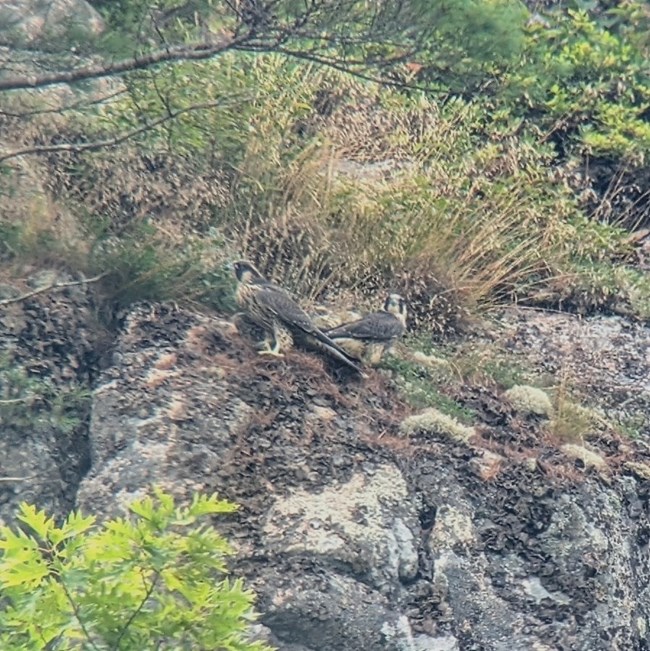 Two young falcons perched on the side of a cliff surrounded by dense vegetation Two young falcons perched on the side of a cliff surrounded by dense vegetation