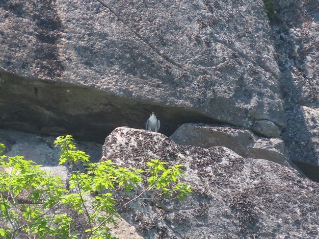Falcon perched on the ledge of a sheer cliff face