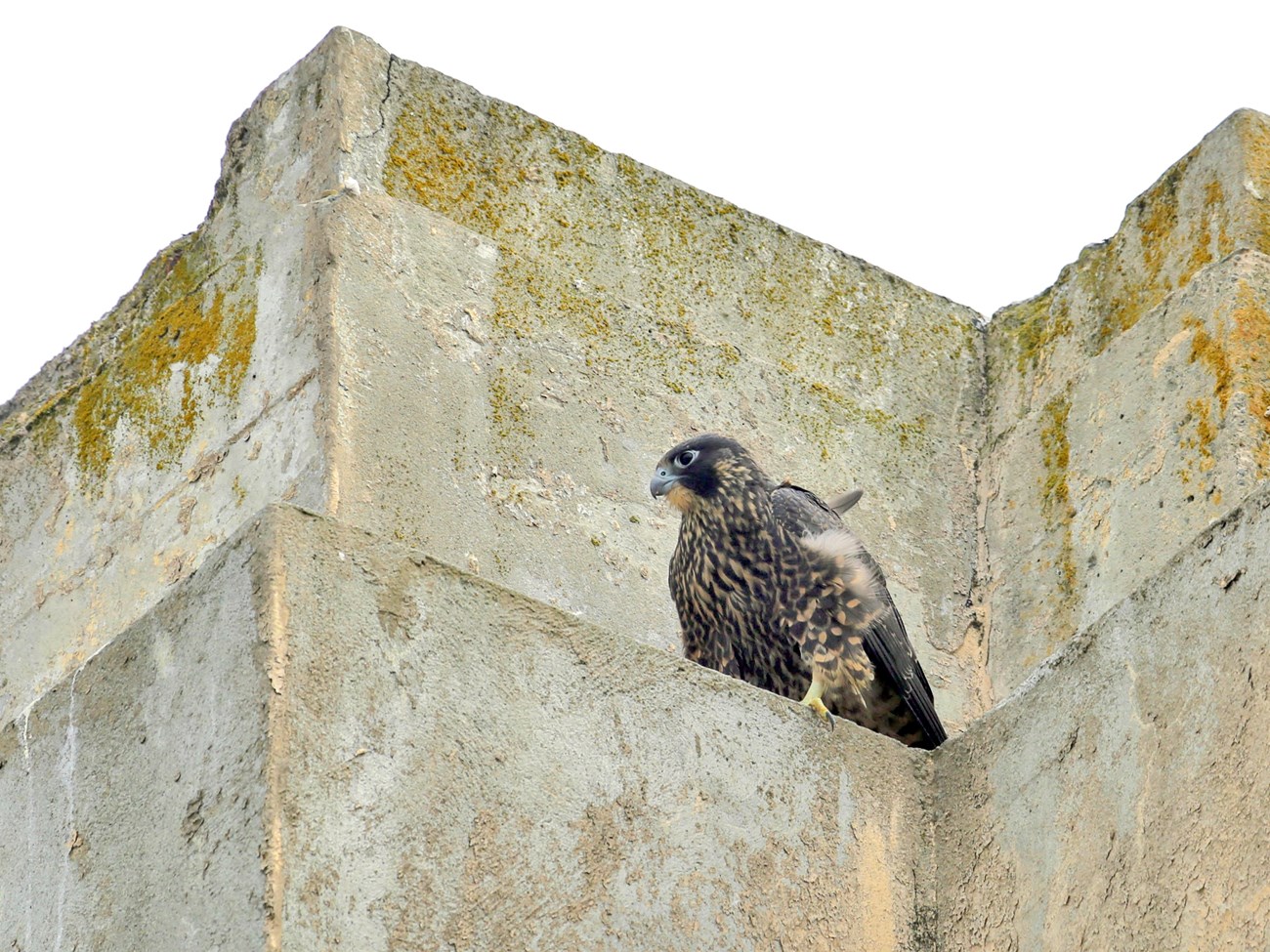 Peregrine falcon fledgling Dark and light brown bird of prey perched on a building ledge.