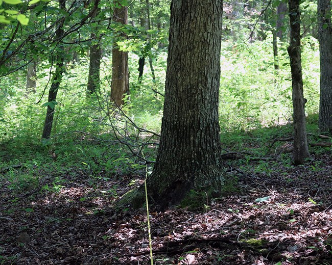 Ground cover in woodlands at Pea Ridge National Military Park A fprest floor covered in leaf litter, herbaceous vegetation, and woody debris.
