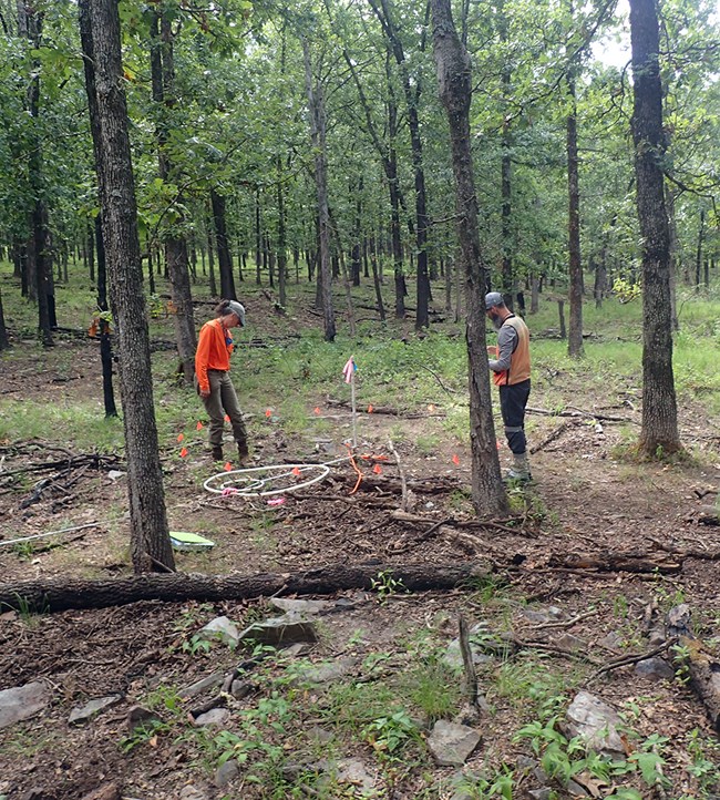 Plant community monitoring Two scientists looking at the ground and standing next to circular plots marked with flagging, circular tubing, and measuring tapes in a forest.