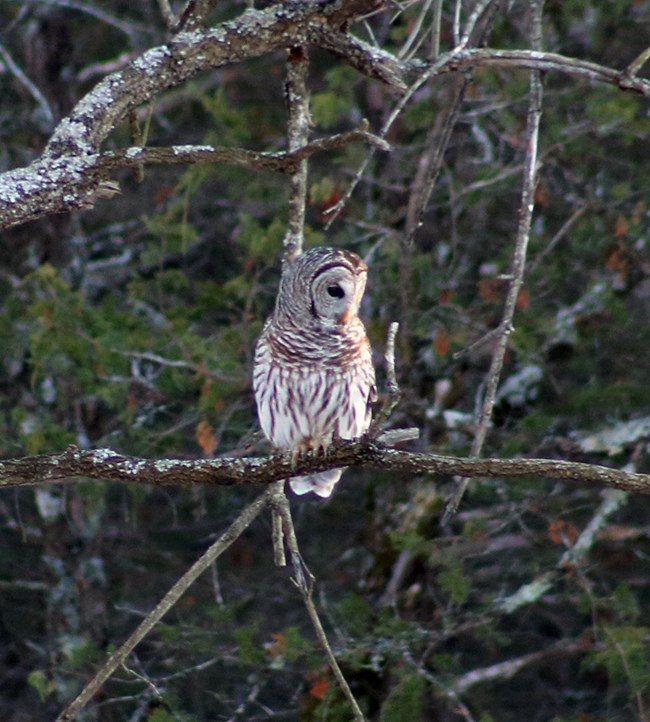 A brown and white barred owl perched on a bare tree branch.
