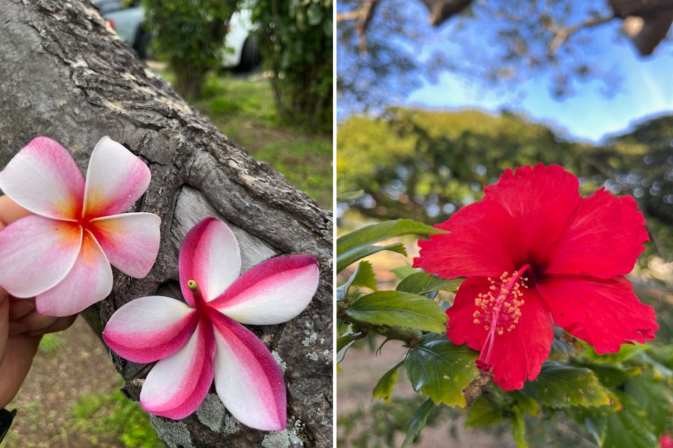 Plant cuttings from Pearl Harbor Waxy, pink star-shaped petals of a plumeria and billowy red petals with lrage, pollen-laden stamen of a hibiscus.
