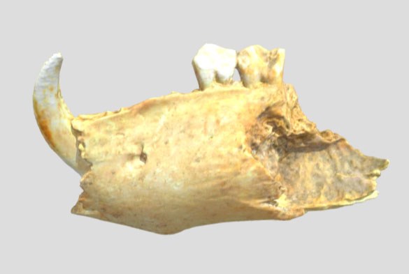 Pig jaw with tooth