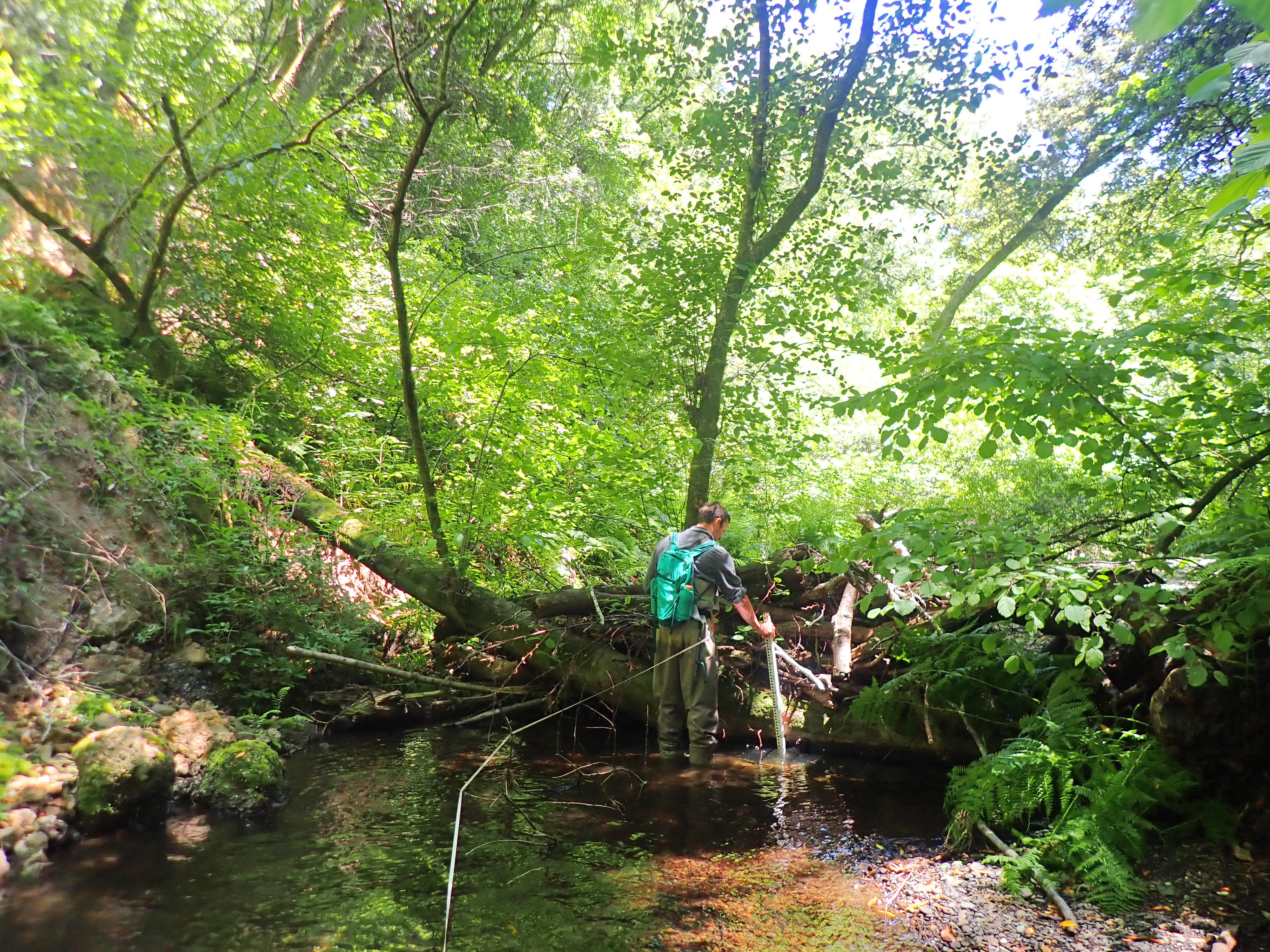 Person in waders, holding a measuring rod and with a measuring tape stretched out behind him, aproaches a large woody debris jamb that spans the width of the stream he is wading through. Tall stream banks and greenery are all around.