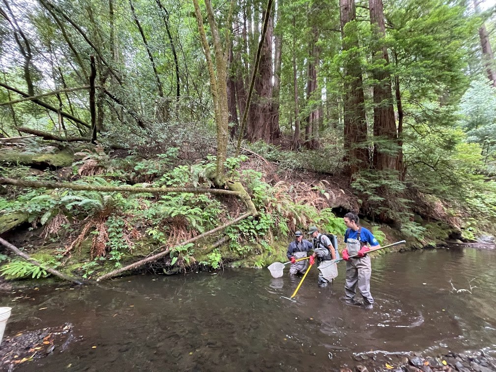 Team of three people standing in a creek beneath towering trees. The person in the middle carries an electrofisher—a large backpack connected to a rod dipped in the water—while the other two hold nets just above the water's surface.