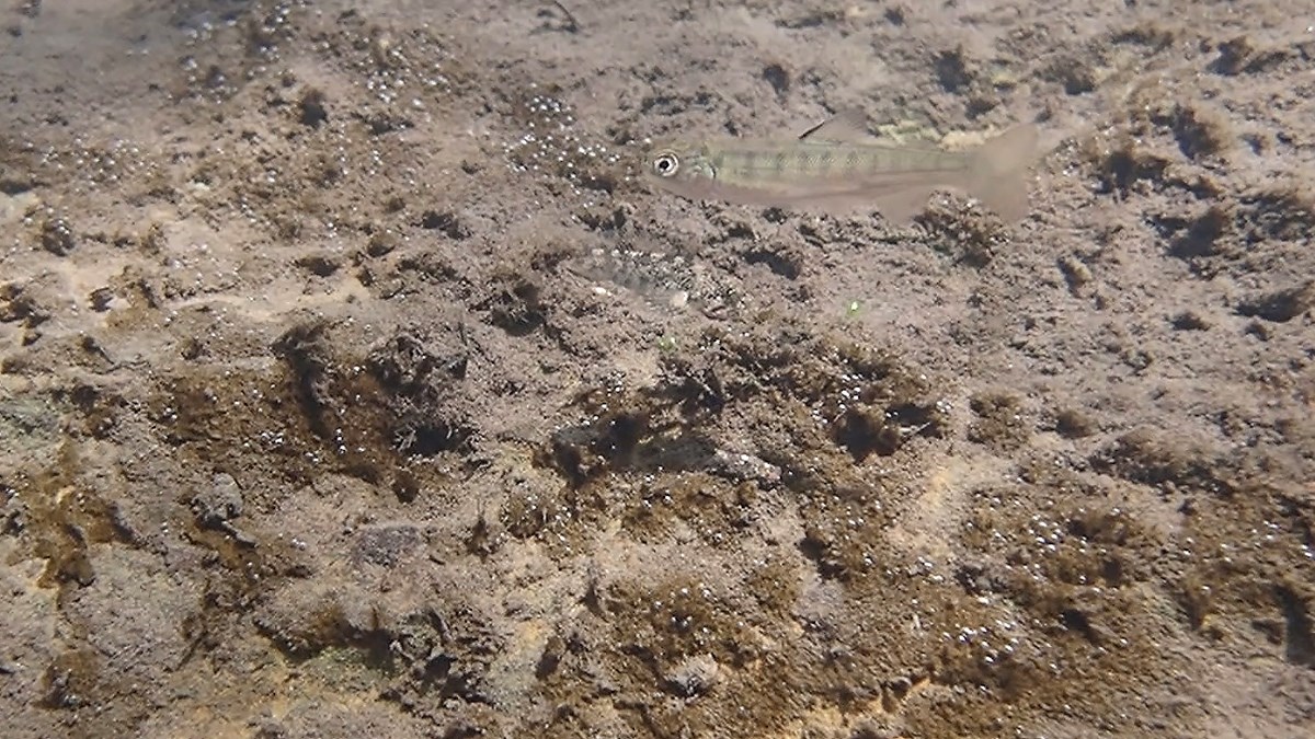 Steelhead fry Small, silvery-green fish with big eyes and dark vertical banding along its body, a few inches above a silty streambed. The triangular outline of a sculpin, almost totally camouflaged with the streambed, can just be made out beneath it.