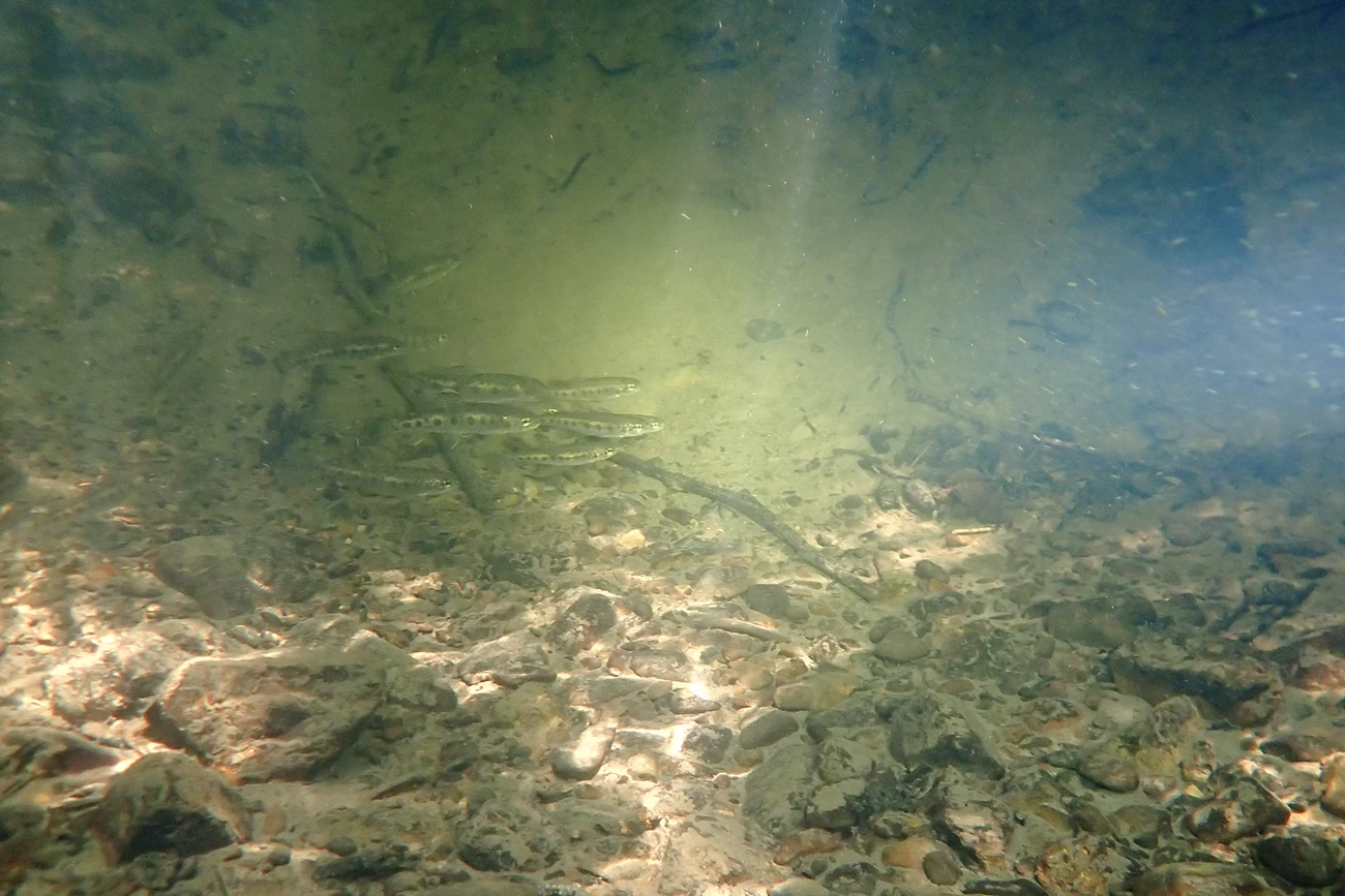 Juvenile coho and steelhead Wide view of light streaming into a stream pool where a school of small fish are swimming.
