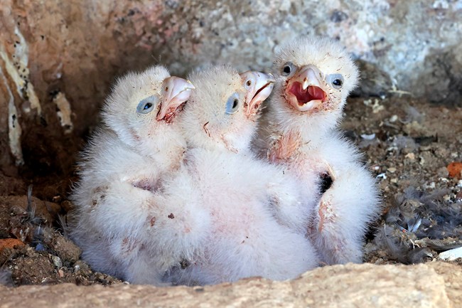 Three baby falcons in a nest.