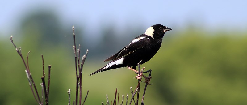 A small black bird with white on it's rump, shoulders, and neck and a thick black bill perched on bare shrub branches.