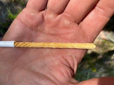 A hand holds a tree core sample showing growth rings on a slim, cylindrical piece of wood.