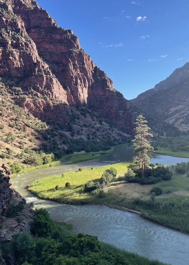 A river winds through a canyon with a lone pine tree on an island, surrounded by red cliffs under a blue sky.