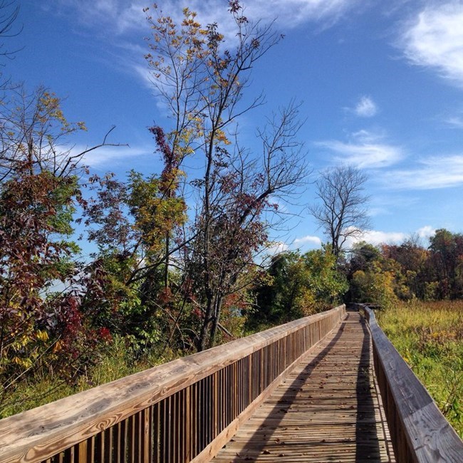 A wooden bridge cuts through heavy vegetation