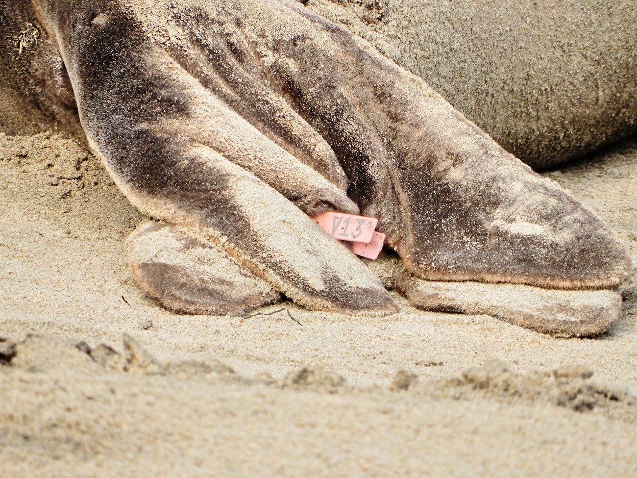 Pink flipper tag A closeup of a pink plastic tag reading “V13”, in between the hind flipper digits of an adult seal.