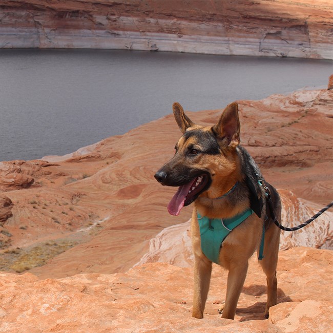 large dog exploring the park near the river