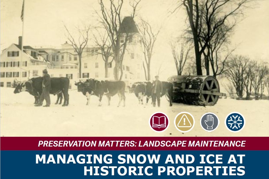 A historic photograph of a cow drawn snow roller with a large white building in the background