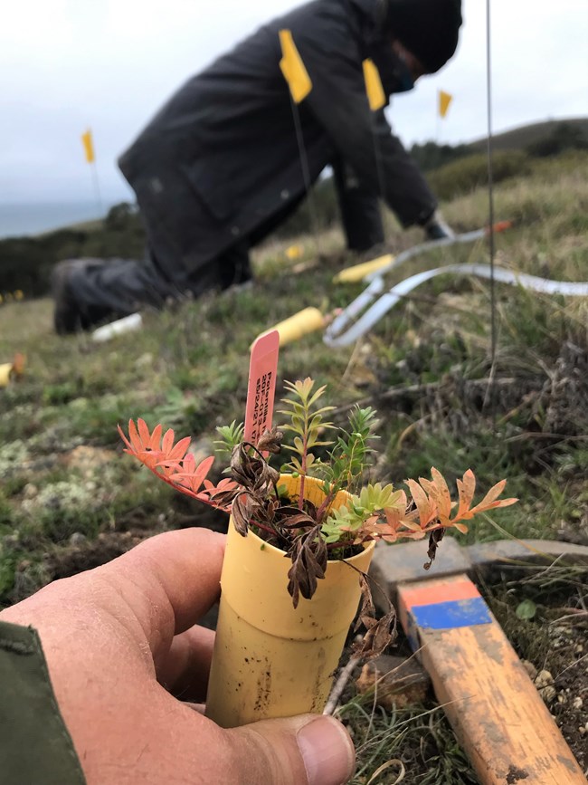 Hand holding a small plant just above the ground. In the background small yellow flags marking new plantings surround a person is on their hands and knees digging a hole in the hillside.