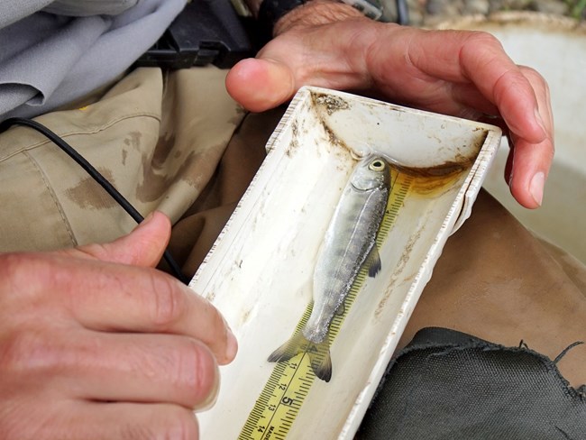 Coho smolt Silvery fish in a measuring tray in a person's lap. It measures about 4.5 inches long.