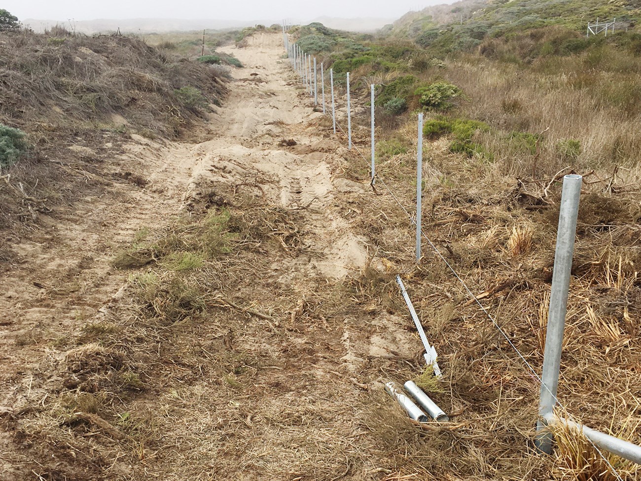 Fence under construction Long row of fence posts through shrub-covered sand dunes.