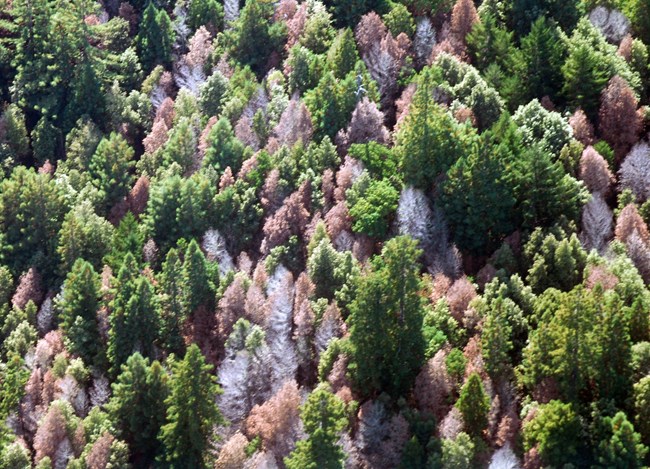 Overview shot of Point Reyes forest