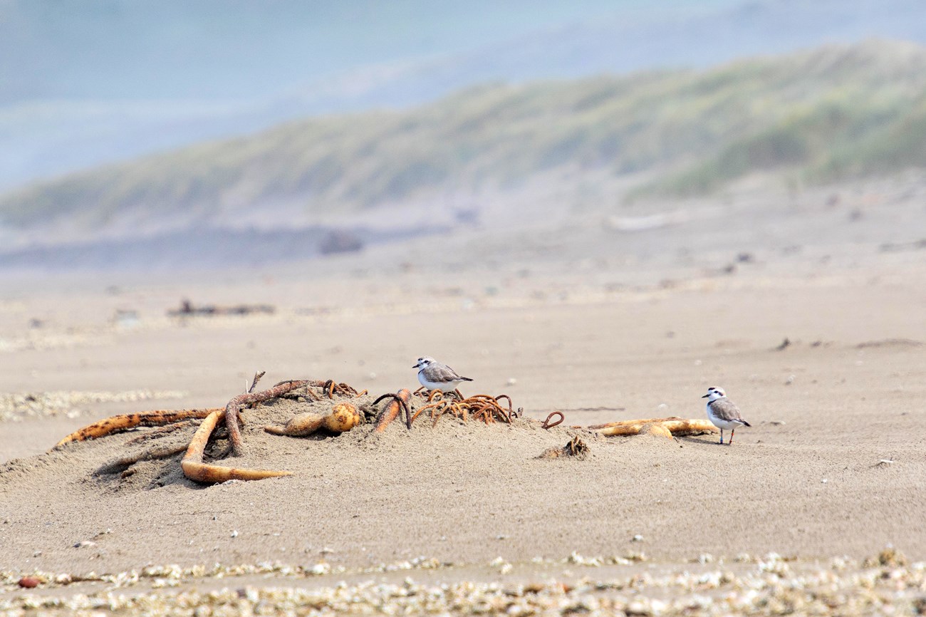 Two snowy plovers hanging out by a clump of washed-up kelp on a stretch of wide, sandy beach.