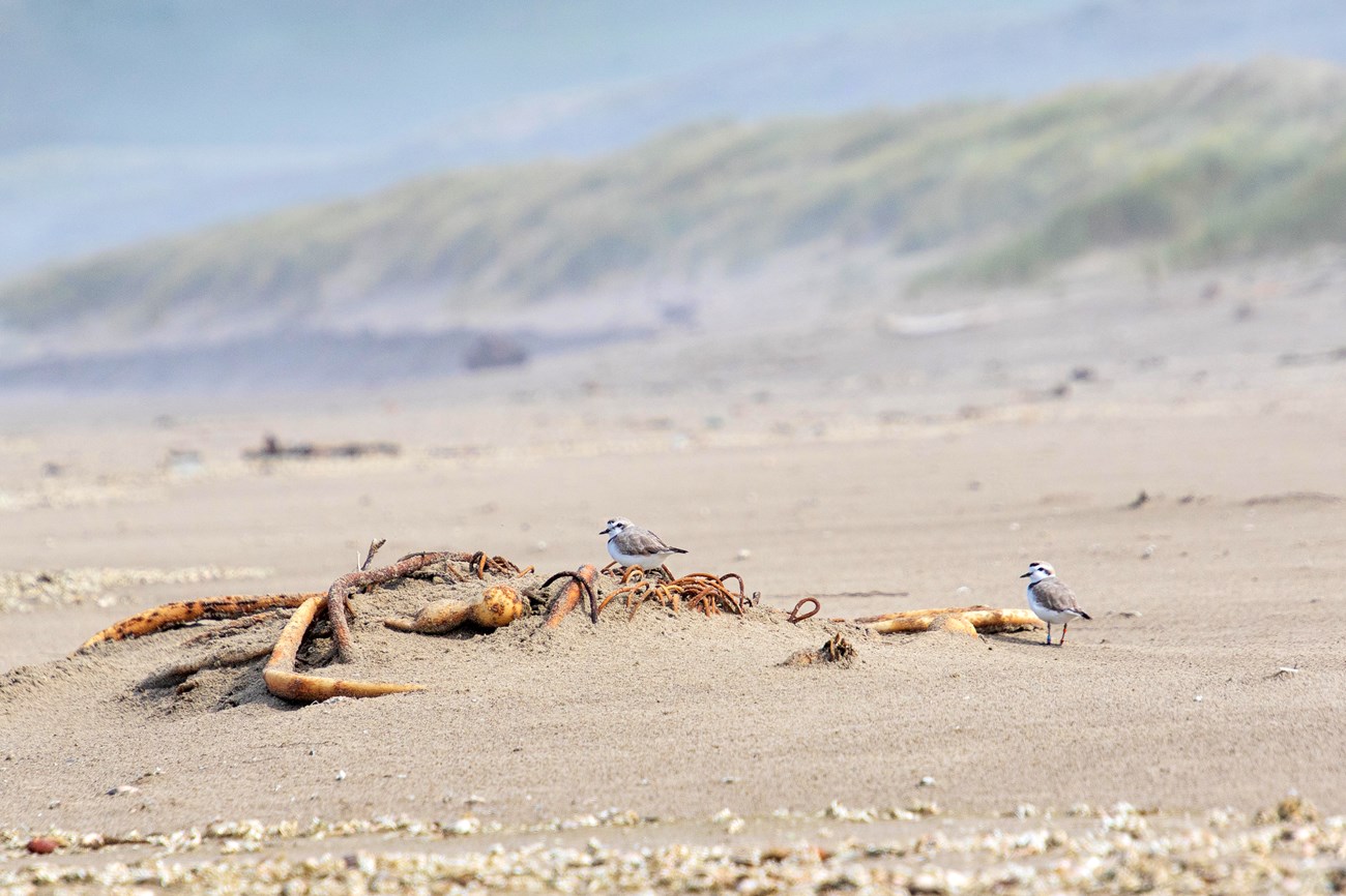 Western snowy plovers at Point Reyes Two snowy plovers hanging out by a clump of washed-up kelp on a stretch of wide, sandy beach.