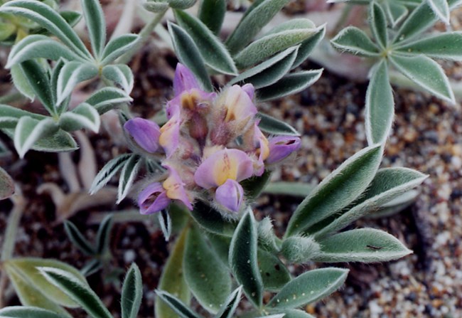 A purple flower with green leaves.