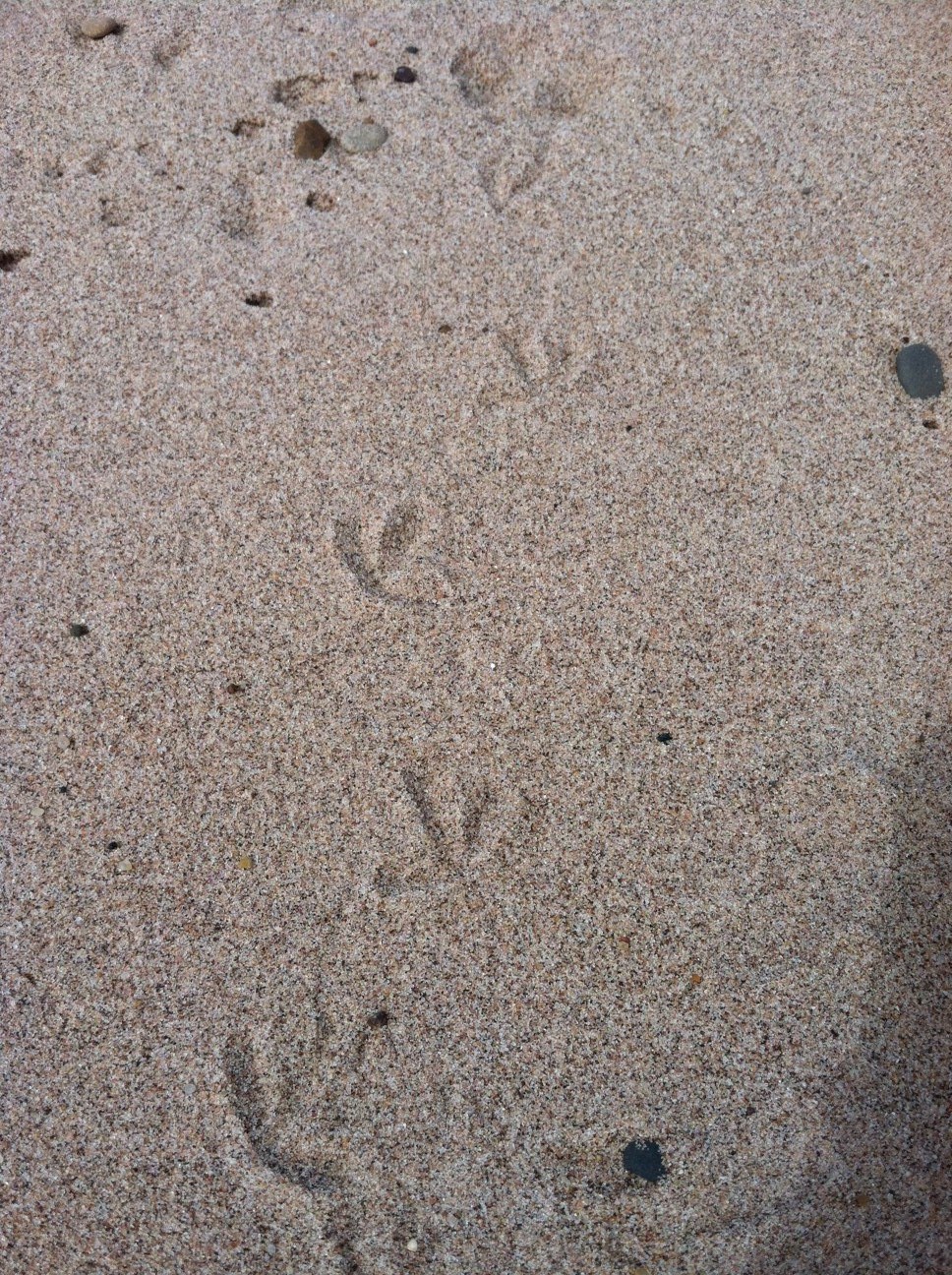 Tiny bird tracks in sand.